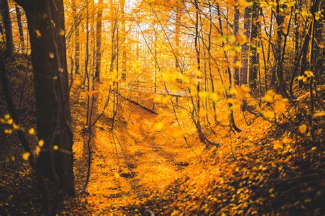 Autumn Forest Trees 5k Hd Nature 4k Wallpapers Images