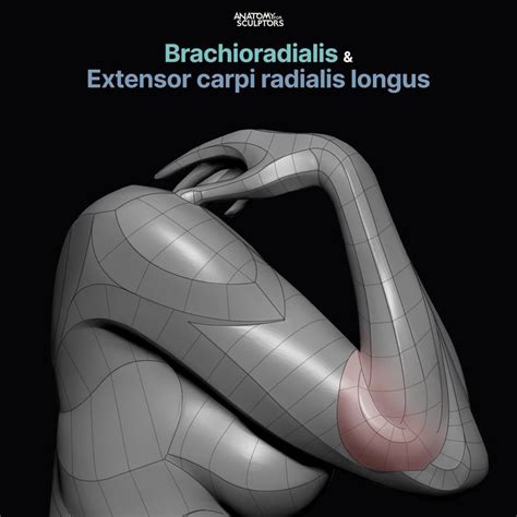 Artstation Brachioradialis Extensor Carpi Radialis Longus Arm Hot Sex Picture