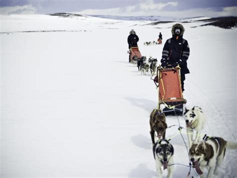 Tromso Self Drive Dog Sledding With Traditional Lunch Tours Activities