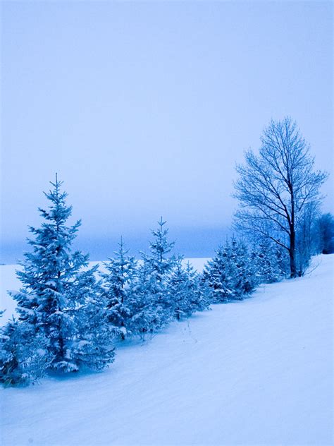 Winter Blues Flickr