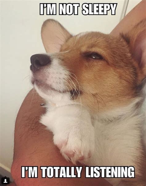 25 Best Corgi Memes Of All Time Page 4 Of 7 The Paws