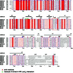 Sequence Alignment Of Eukaryotic And Bacterial HSP70 Proteins