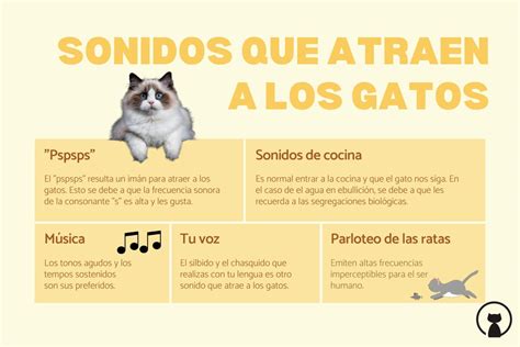 7 Sonidos Que Atraen A Los Gatos ¡atento