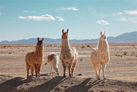 Llamas Posing In High Desert By Kathrin Ziegler