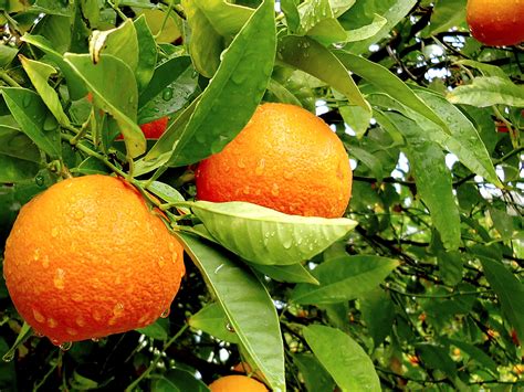 How To Grow Orange In Container Growing Orange Tree Citrus