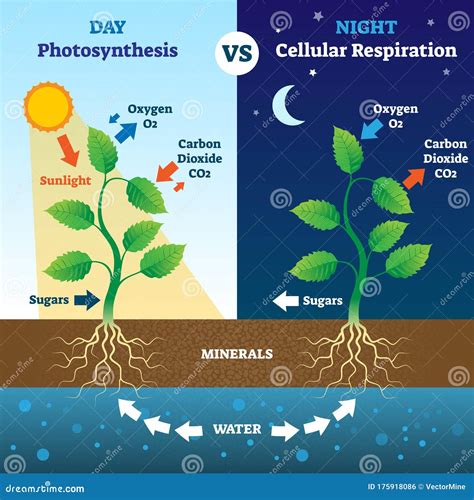 Venn Diagram Of Photosynthesis And Cellular Respiration Braineds