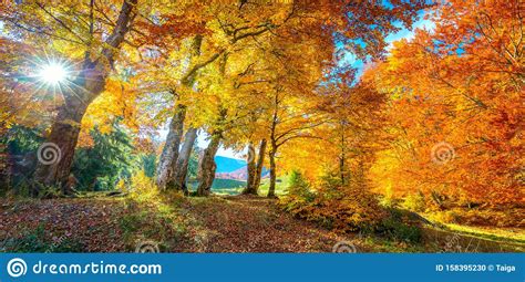 Autumn Landscape Tall Forest Golden Trees With Sunlight Panoramic