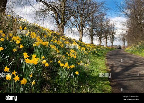 Seasonal Daffodils Hi Res Stock Photography And Images Alamy