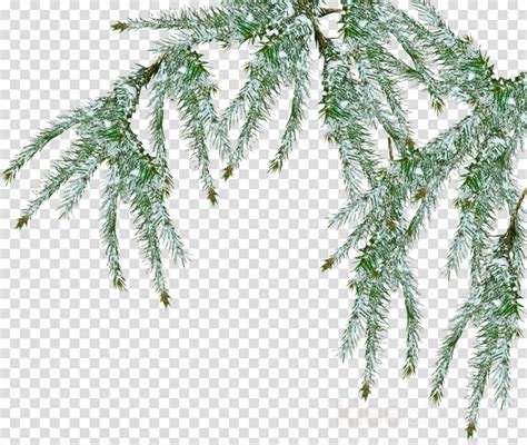 Winter Pine Branches Clipart 10 Free Cliparts Download Images On