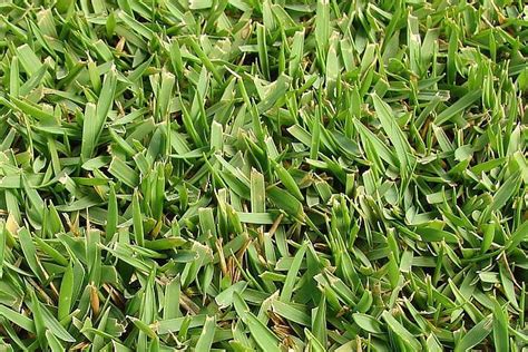 Best Grasses North Texas Grass Landscape Lawn