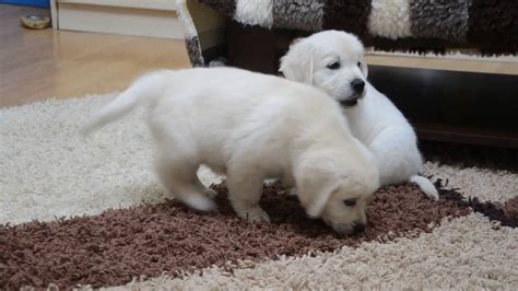 Of course, the right puppy for your needs and personality is going to be important as well. cute White English Golden Retriever pups exploring the ...