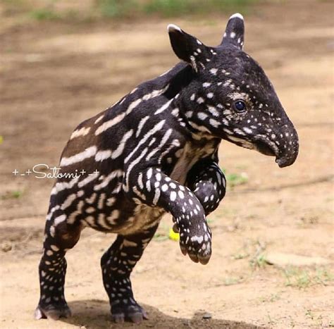 Pangaea Wild On Instagram Unusual Animals Baby Animals Rare Animals