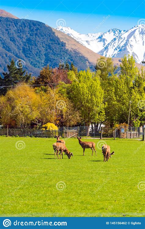 Deer Grazing On Green Grass Southern Alps New Zealand