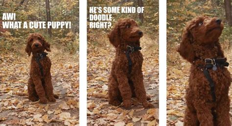 Cocker spaniels and poodles were two of the most. Hahaha. | Cute puppies, Puppies, Poodle