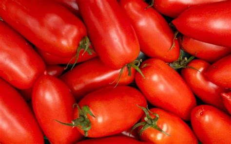 San Marzano Tomato 🍅 🌱 Discover The Rich Flavors And History Of This