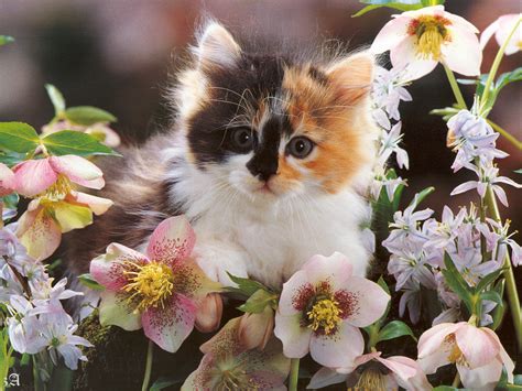 50 Funny Kitten Wallpaper And Screensavers On
