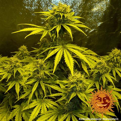 Critical Kush Regular Cannabis Seeds Barneys Farm