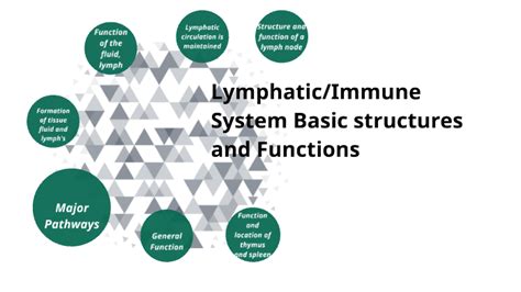 Lymphaticimmune System Basic Structures And Functions By Becca P