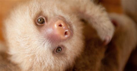 These Orphaned Baby Sloths Will Give You All The Warm Fuzzies Huffpost