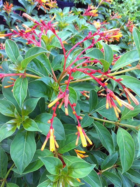 Southern Firebush Plant Hamelia Patens Real Tropicals