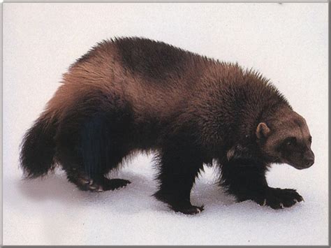 Maybe you would like to learn more about one of these? Index of /dirlist/wolverine