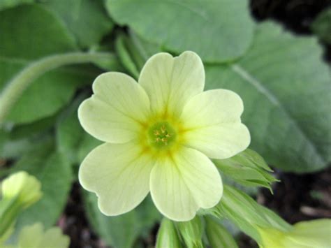 Primula Elatior Oxlip Thrum Flower 02 04 2023 14 53 05 Flickr