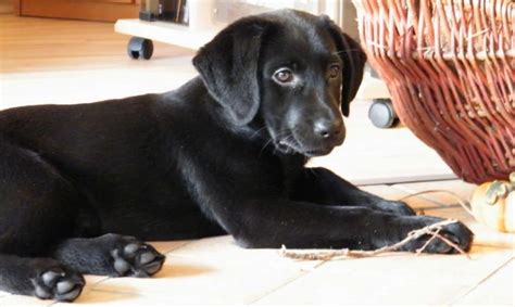 And remember, a puppy may cry in the middle of the night when they wake because they be prepared to ignore your dog's crying at night. Crate Training Your Labrador Puppy - The Labrador Site