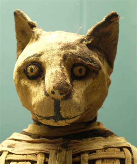 mummified cat view large a mummified cat on display at the… flickr