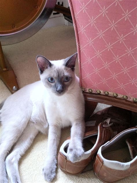 The sweetest and spastic kitties we love! Here I am. 9-29-15 | Blue point siamese, Siamese cats ...