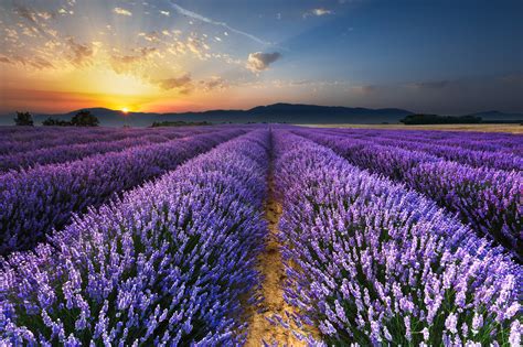 10 Places To See Lavender Fields On Every Continent