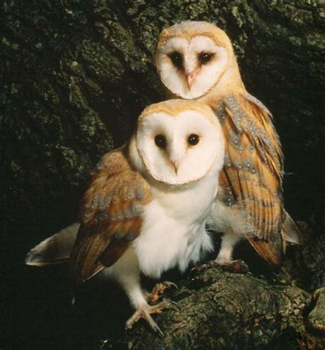 Female Barn Owls