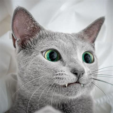 These Gorgeous Russian Blue Cats Have The Most Mesmerizing Eyes Blue