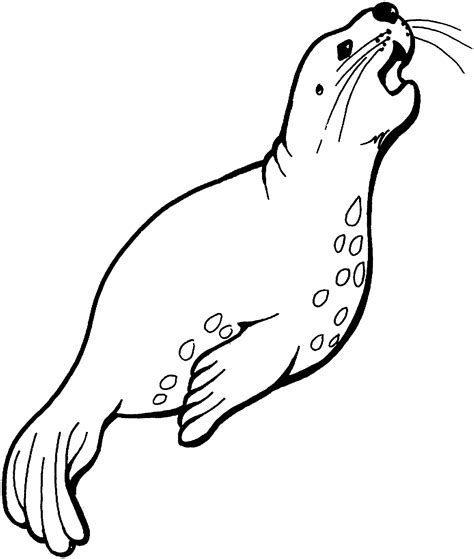 Baby Seal Drawing at GetDrawings | Free download