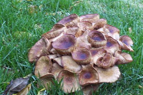 Cluster Of Mushrooms Found In Local Yard Mushroom Hunting And