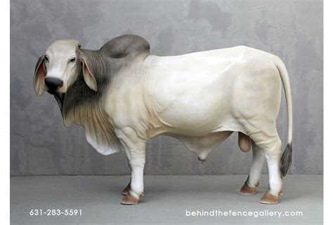 Bahman Bull Head Shot Of A Long Horn Brahman Bull Stock Photo