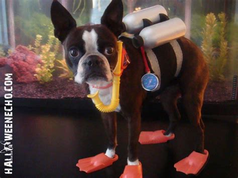 Halloween Costumes Of Echo The Boston Terrier Boston Terrier Boston