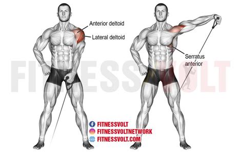 middle deltoid exercises for a great shoulder workout fitness volt