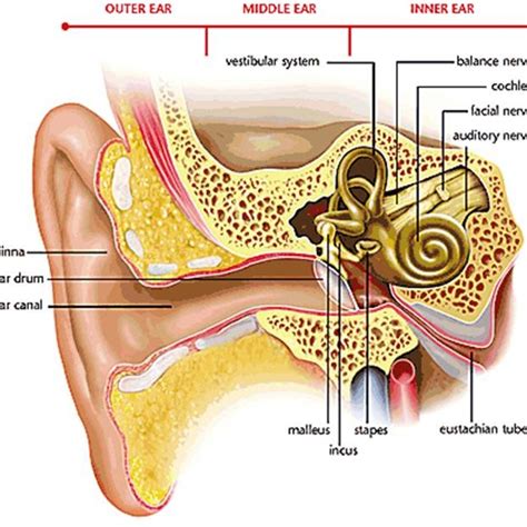 The Hearing System Permission From Med El Medical Electronics 30