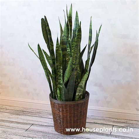 Sansevieria Trifasciata Black Coral At Rs 10piece Barra Kanpur