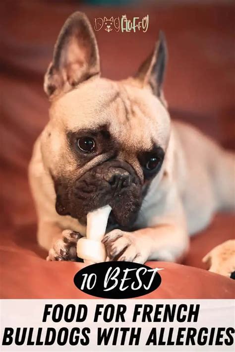 Best Food For French Bulldog With Skin Allergies Uk Best Worlds