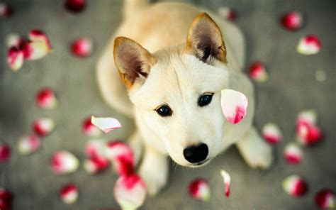 Beautiful Dogs Wallpapers Wallpaper Cave
