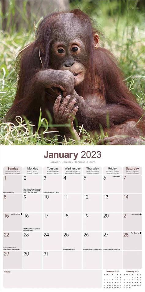 Baby Animals Calendar Animal Calendars Pet Prints Inc
