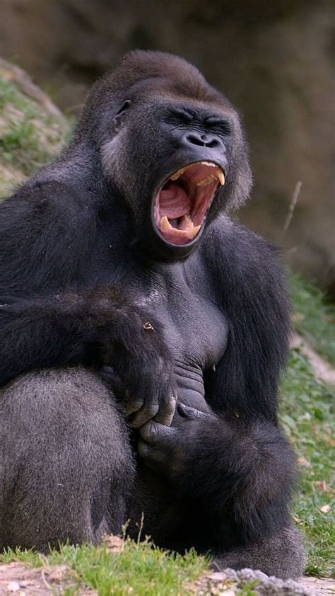 Gorilla A Silverback Gorilla Is The Mature Experienced Male Leader Of