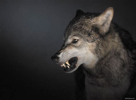 Grey Wolf Canis Lupus Snarling Side View By Tim Flach On Getty