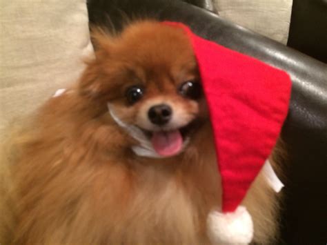 The Pomeranian Dog Nutter Butter Says Merry Christmas 🎄 Pomeranian