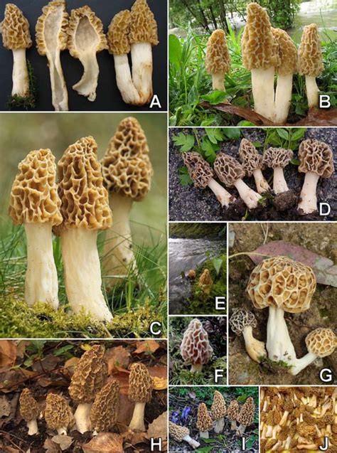Morchella fluvialis at different developmental stages. A-C. PhC165 ...