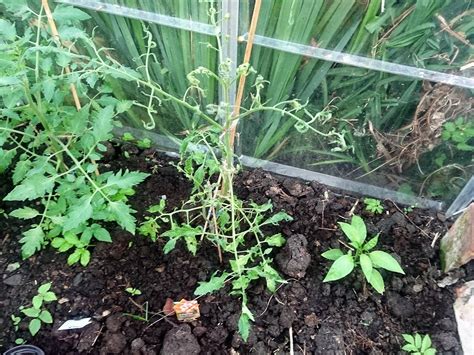 What Causes Tomato Plant Leaves To Shrivel Up