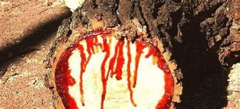 Meet The Bloodwood Tree Yes This Is Real