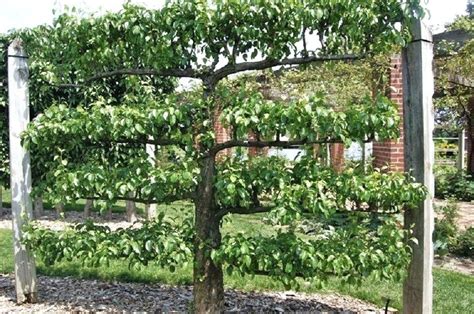 Espalier Apple Trees Espaliered Trees At Mount In In The Colonies An