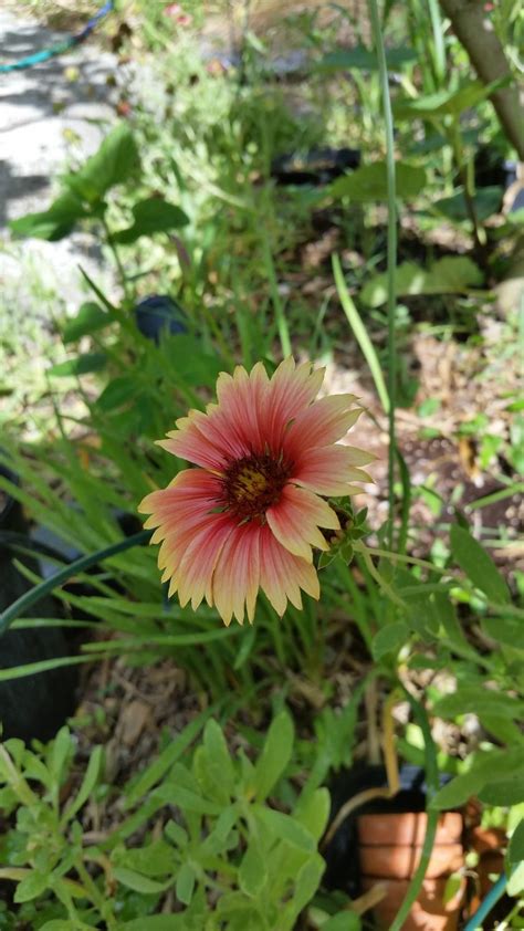 Blanket Flowers: Plant Care and Collection of Varieties ...